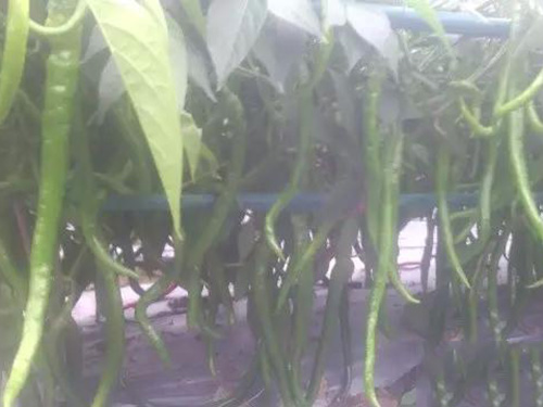 湖南軍杰食品牛角椒基地