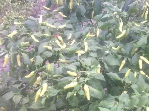 湖南軍杰食品朝天椒基地