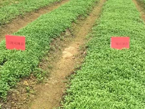 湖南軍杰食品三閣司種植基地