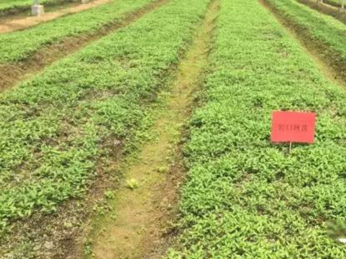 湖南軍杰食品巖口種植基地