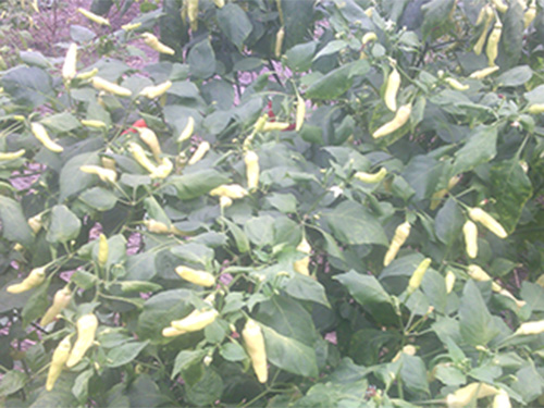 湖南軍杰食品朝天椒基地