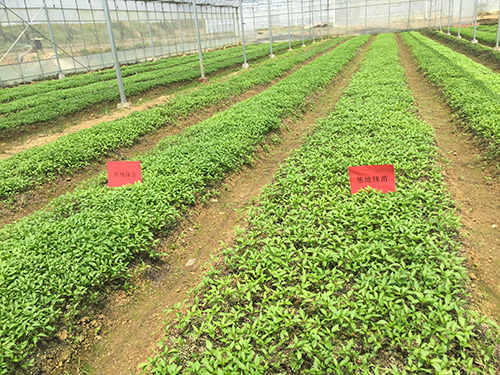 湖南軍杰食品育苗基地
