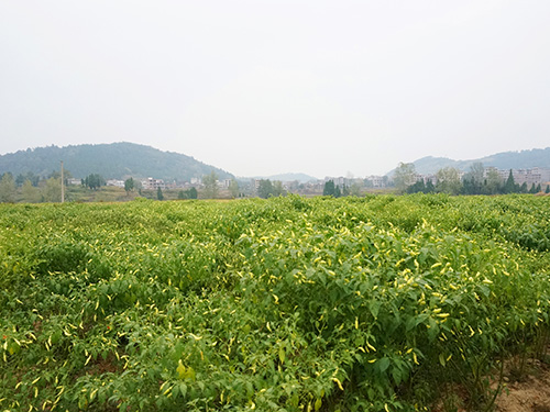 湖南軍杰食品辣椒種植基地