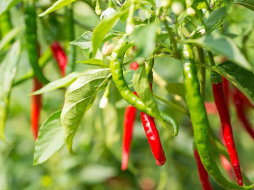 湖南軍杰辣椒,軍杰剁辣椒,湖南剁辣椒 