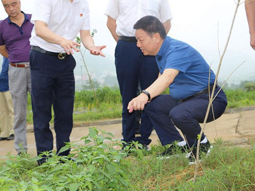 湖南軍杰辣椒,軍杰剁辣椒,湖南剁辣椒 